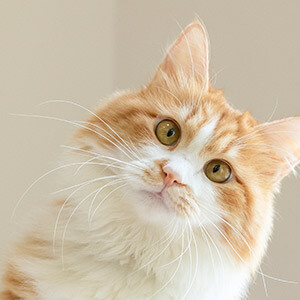 高速事故致父母双亡,我能获赔多少