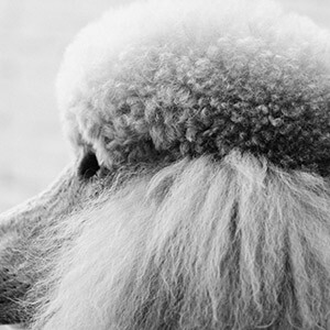 高速事故致父母双亡,我能获赔多少