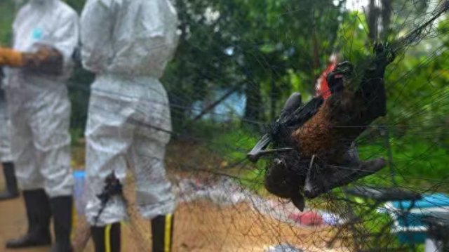 印度现5例尼帕病毒确诊病例，多国拉响疫情传播警报