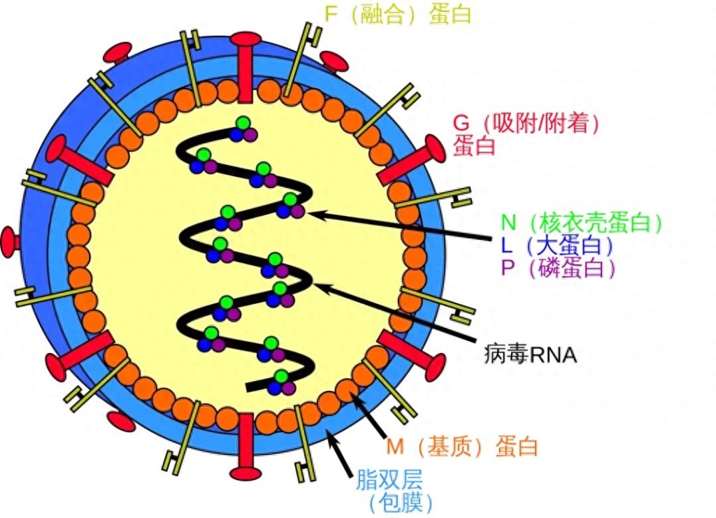 印度西孟加拉邦暴发尼帕病毒疫情，多国加强防控措施