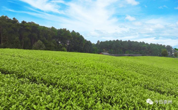 崇州人社局助力大学生创业,发放贷款解资金难题圆梦想