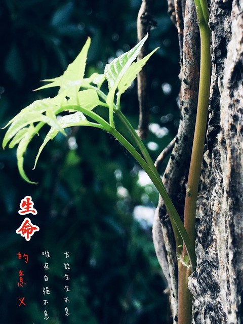 高速隧道小车突发故障,高速交警紧急救援化险为夷