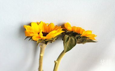 高速交警报警方式及归属管理全知道，紧急情况不慌张