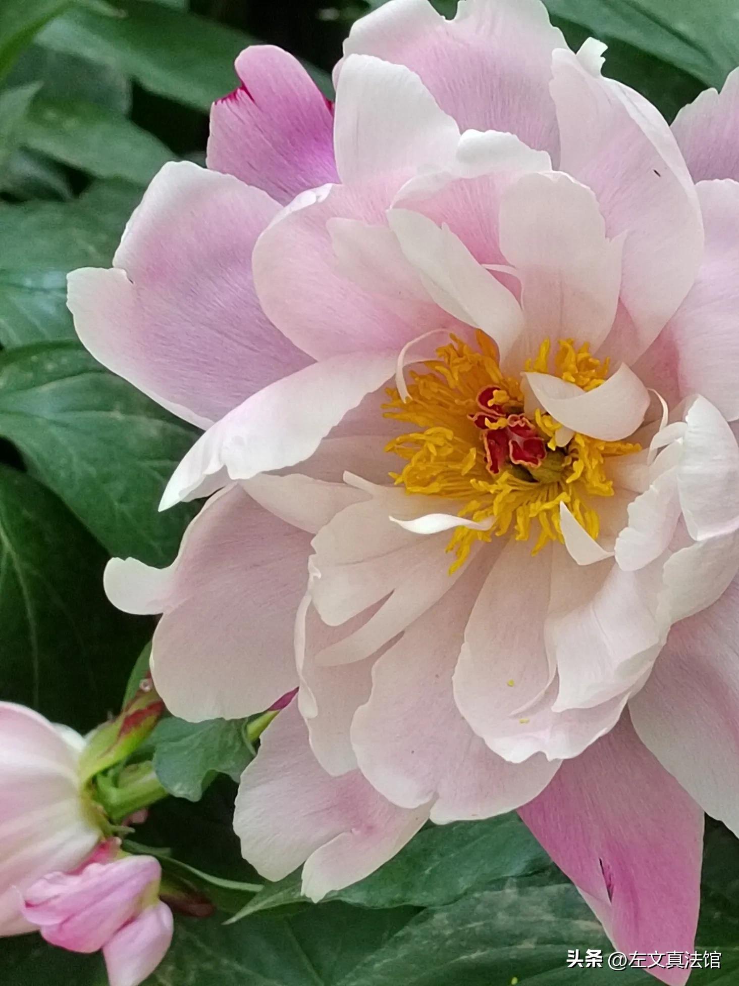 道路交通事故处理规则第四条:公安交通管理交通事故案件处理制度