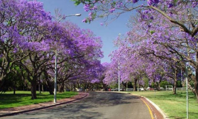 昆士兰大学学费多少？各学院学费标准一文全知晓